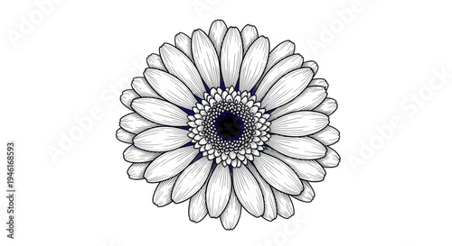 Fotografija Hand-drawn Gerbera Daisy Flower Illustration - Black and White Line Art