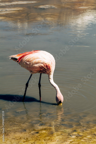 Flamingos in the Hideous Lagoon, Bolivia