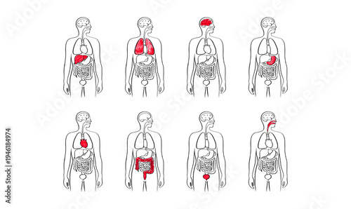 Internal Organs Sketch