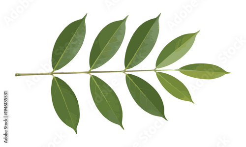 Detailed green foliage branch with pointed leaves and realistic color gradients for botanical compositions
