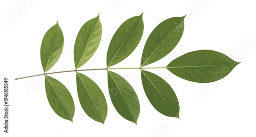 Realistic green leaf branch with detailed veins and natural textures isolated on white background vector