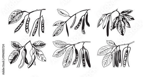 Vintage style botanical engraving of tree branches with leaves and seed pods for rustic nature decoration