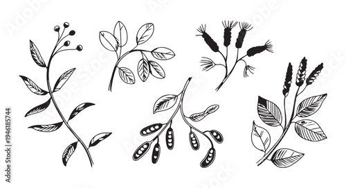 Six various hand drawn botanical plant sprigs with seed pods berries and leaves vector art