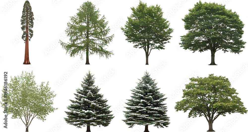 Fototapeta premium Diverse Collection of Realistic Tree Species Vector Illustration Set for Landscape Design and Architectural Projects.