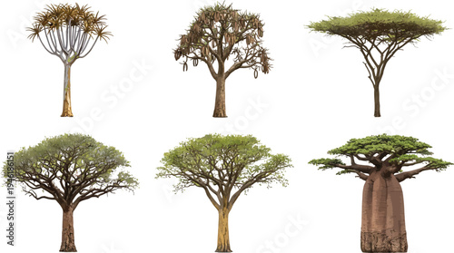 Detailed Vector Illustration Set of Diverse African and Desert Trees for Nature and Landscape Design Projects and Environmental Graphics