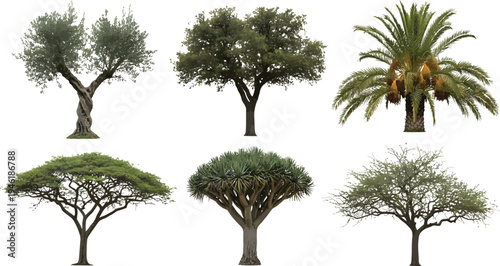 Diverse Tree Species Collection Isolated on White Background for Architectural Renderings and Landscape Design Vector Illustration