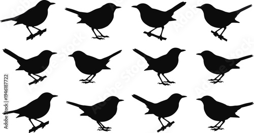 bird silhouette set, small songbird collection, perched and standing bird poses, wildlife nature vector, isolated black bird silhouettes