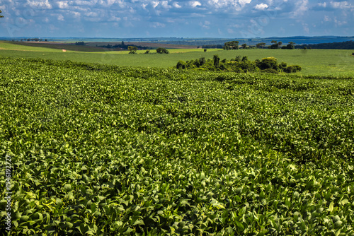 Soybean field stretches across the Brazilian countryside under a partly cloudy sky. Captures the scale of the agricultural industry, representing food production, commodities, and economic growth.