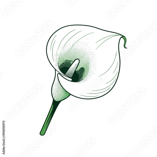 Elegant Calla Lily Flower Vector Illustration - A Delicate Bloom with Lush Green Stem and Subtle Halftone Detail