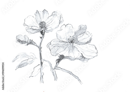 Fotografija Original Hand-Drawn Pencil Sketch Tall Wild Grass Swaying in Strong Wind