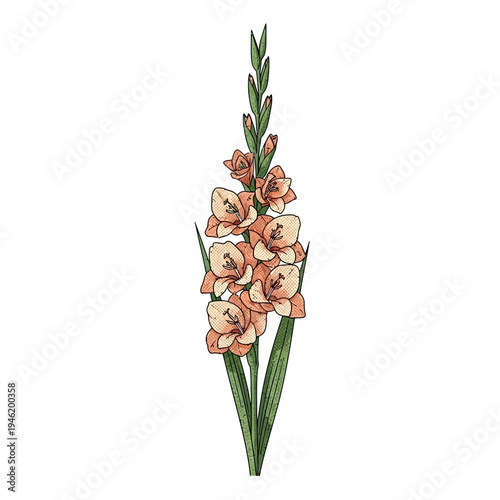 Elegant Vector illustration of a beautiful gladiolus flower stalk, showcasing delicate orange blossoms and green leaves in a charming botanical drawing style
