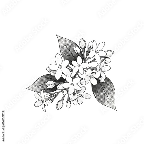 Elegant botanical Vector illustration of delicate star-shaped flowers with graceful leaves and unopened buds, perfect for nature-inspired designs and spring themes