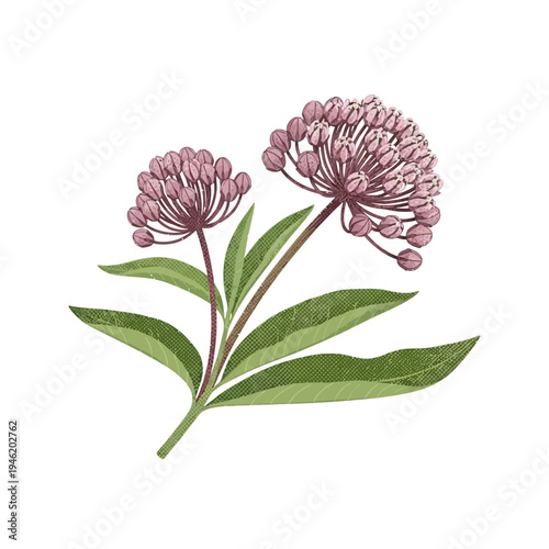 Milkweed Vector Illustration A Detailed Botanical Representation of a Flowering Plant with Green Leaves and Pink Clusters