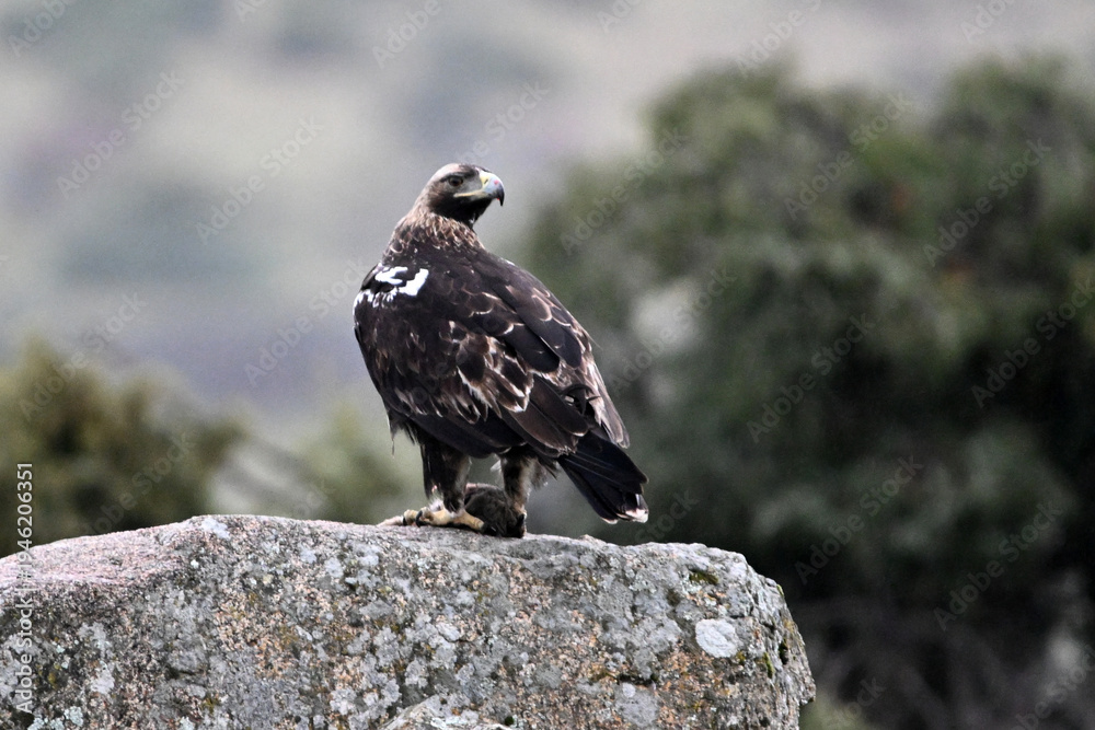 Fototapeta premium a powerful imperial eagle in spain