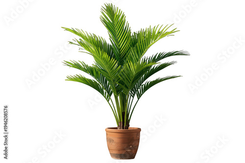Indoor palm tree growing in a terracotta pot, bringing tropical green houseplant decor to modern living spaces