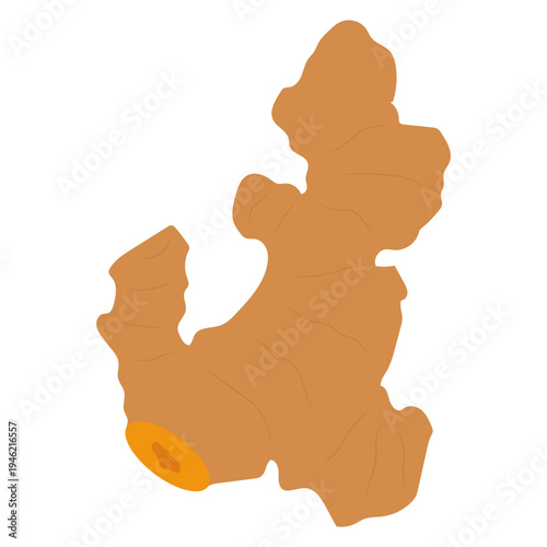 Ginger Root Illustration