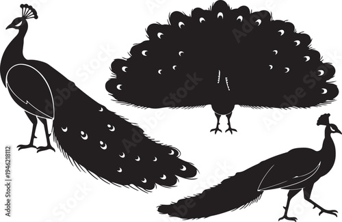 Peacock Silhouette Set Elegant Bird with Tail Feathers Vector Illustration