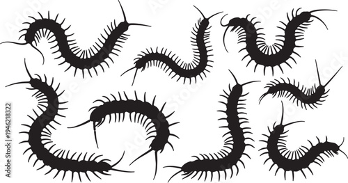 Centipede Silhouette Set Crawling Arthropod Insect Vector Illustration