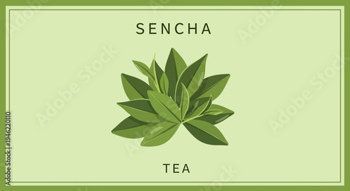 Minimalist Sencha Tea Label Design with Green Tea Leaves Illustration