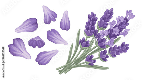 Lavender Sprig & Loose Petals Vector Illustration - Botanical Art for Design