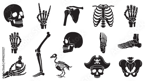 Collection of black and white vector illustrations of human and animal skeletons and bones.