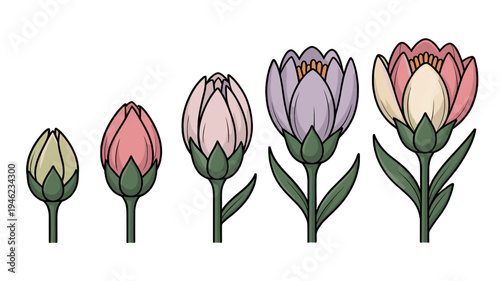 A vibrant illustration of a flower bud's growth stages.