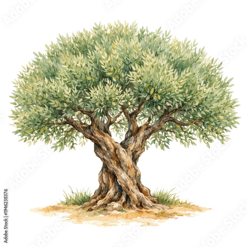 A watercolor illustration of an olive tree for Mediterranean landscape designs, botanical illustrations, natural farming graphics, and rustic garden decor.