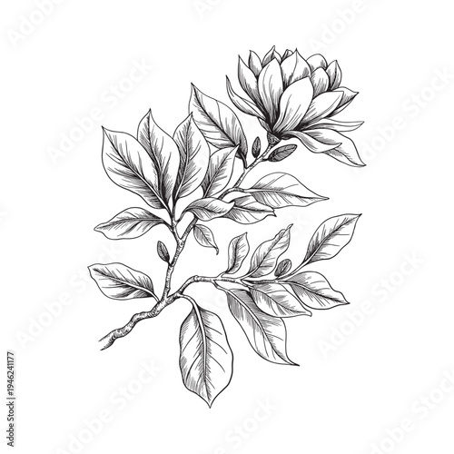 Detailed botanical illustration of a magnolia branch with blossoms and foliage