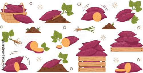 Fresh sweet potato harvest set with purple tubers in wooden crates baskets and soil with green leaves flat vector illustration