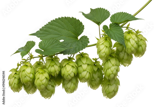 Fresh Green Hops Branch with Cones and Leaves Isolated on White Background