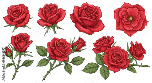 Collection of vibrant red roses with green leaves various stages of bloom isolated