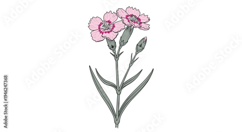 Delicate pink carnation flower with buds hand drawn illustration isolated on white