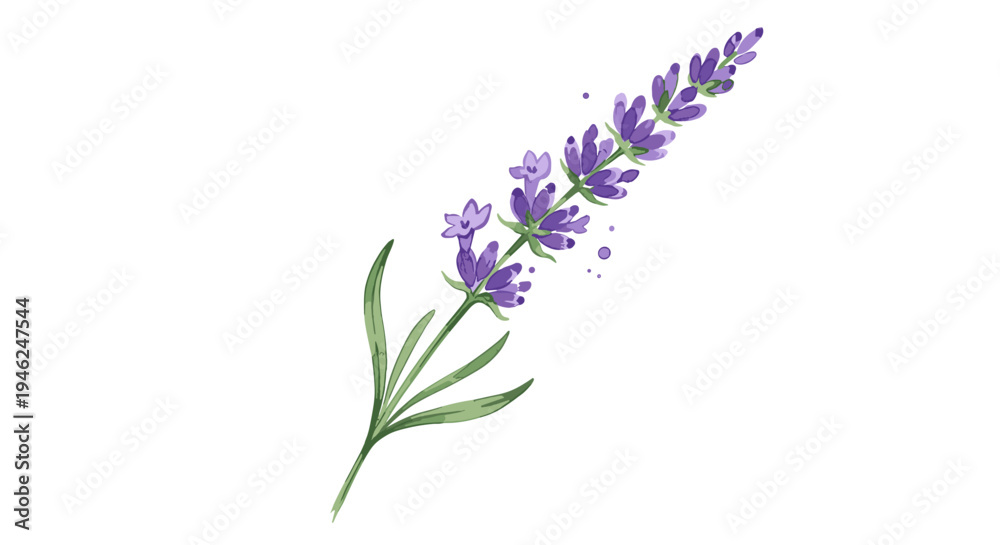 Obraz premium Delicate watercolor illustration of a single lavender sprig with green leaves