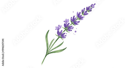 Delicate watercolor illustration of a single lavender sprig with green leaves