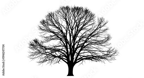 Detailed silhouette of a large deciduous tree with intricate branches