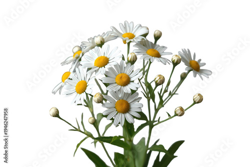 White daisies blooming, fresh chamomile bouquet with green stems and buds, summer nature isolated on transparent background