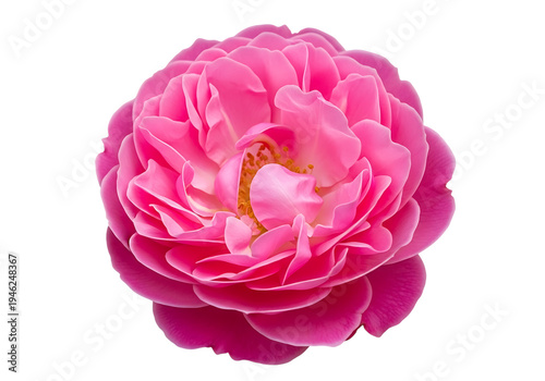 Close-up of a delicate vibrant pink rose flower bloom isolated on a white background.