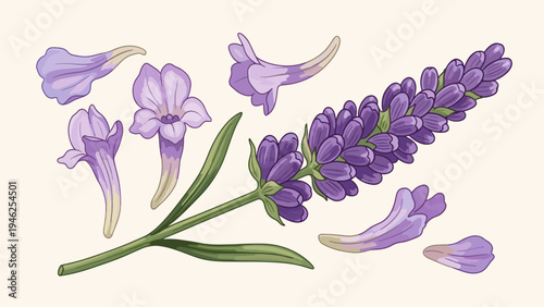 Lavender Flower Botanical Illustration for Commercial Design Projects