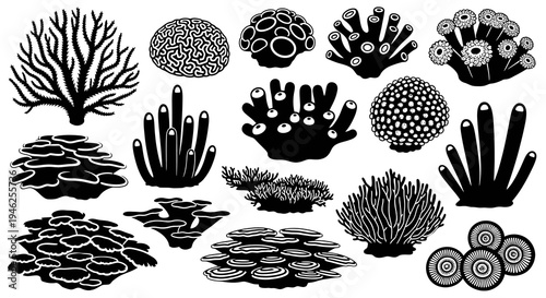 Black  White Vector Silhouettes: Marine Coral Reef Organisms and Sea Anemones Collection