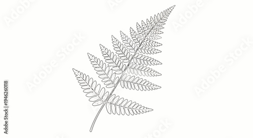 Delicate Fern Leaf Illustration on White Background.