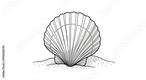 Detailed illustration of a single scallop shell on sand.