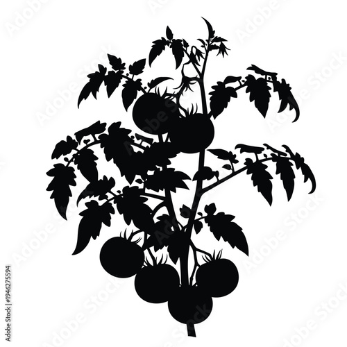Tomato Plant Silhouette With Ripe Fruit vine vegetable