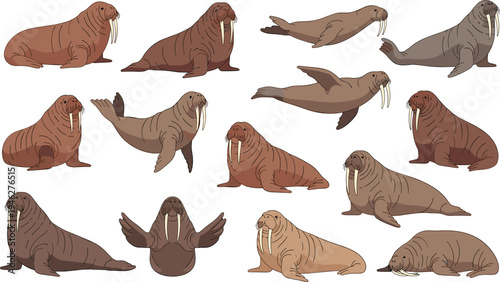 Walrus Marine Animal Character Set with Swimming, Sitting and Resting Poses Featuring Ocean Wildlife Mammals Cartoon Vector Illustration Collection for Arctic Nature Designs.