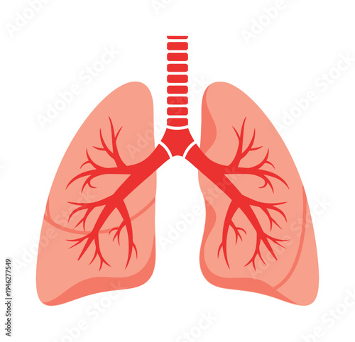 Vector showcasing human lungs with a red branching structure representing bronchial tubes and blood vessels for medical or educational purposes.