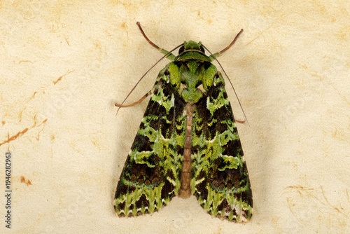 Green moth displaying intricate camouflage pattern in malaysia