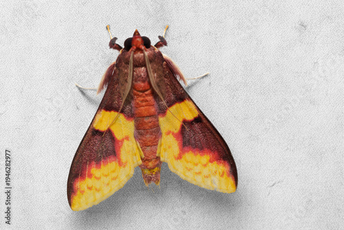 Colorful moth with yellow and red wings resting