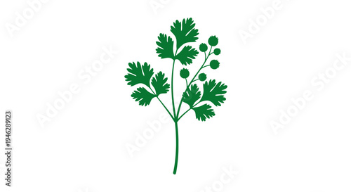 Green Parsley Herb Illustration with Leaves.