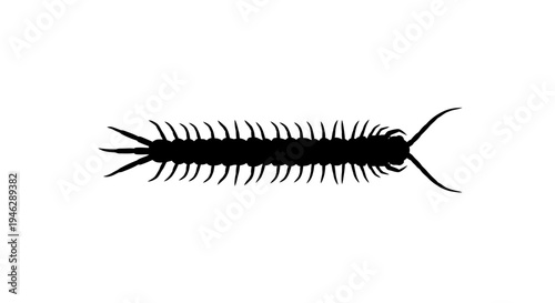 Centipede Silhouette Illustration on White Background.