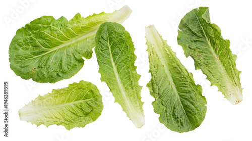 Canvas-taulu Crisp and fresh romaine lettuce leaves, a vibrant studio photograph isolated on transparent background