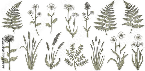 Botanical Illustrations of Various Wildflowers, Ferns, and Aquatic Plants